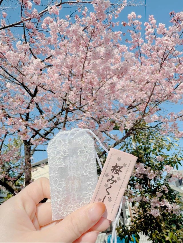 【千葉】絶対に行ってほしい!!桜だらけのかわいすぎる神社🌸今話題のレースお守りも🤍