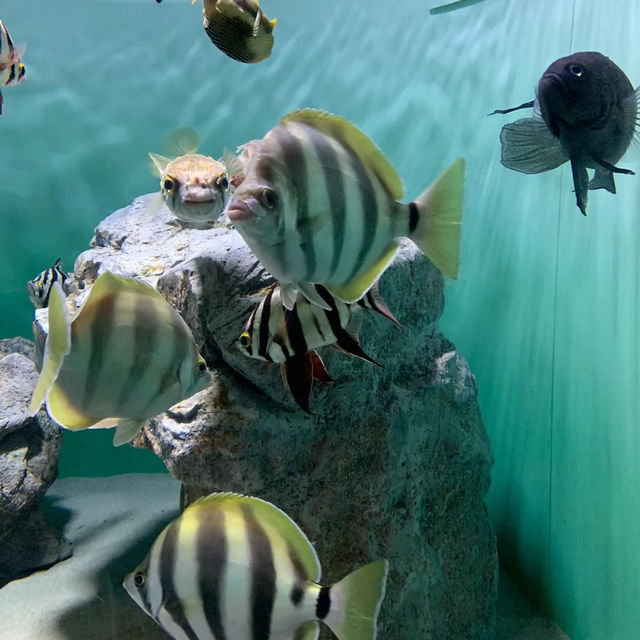 COEX商場內巨型水族館：海底奇景