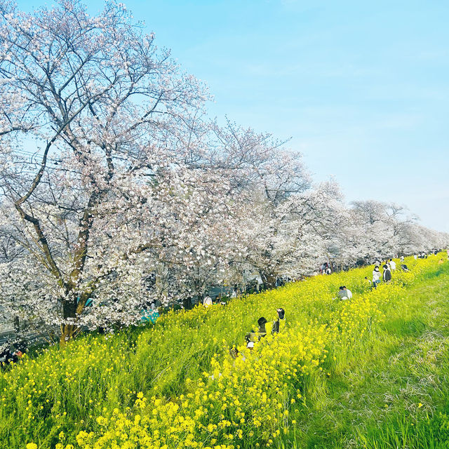 【桜】桜と菜の花スポット@熊谷