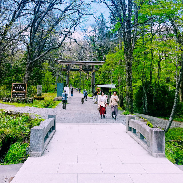 【長野県/大鳥居をくぐり⛩️美しい新緑の中を歩いて戸隠神社奥社へ】