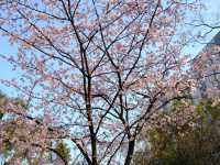 【日本廣島景點】縮景園之三：除了日櫻🌸還有限定活動：夜櫻🌸被夜櫻埋沒的縮景園更令人陶醉🌸
