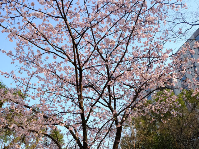 【日本廣島景點】縮景園之三：除了日櫻🌸還有限定活動：夜櫻🌸被夜櫻埋沒的縮景園更令人陶醉🌸