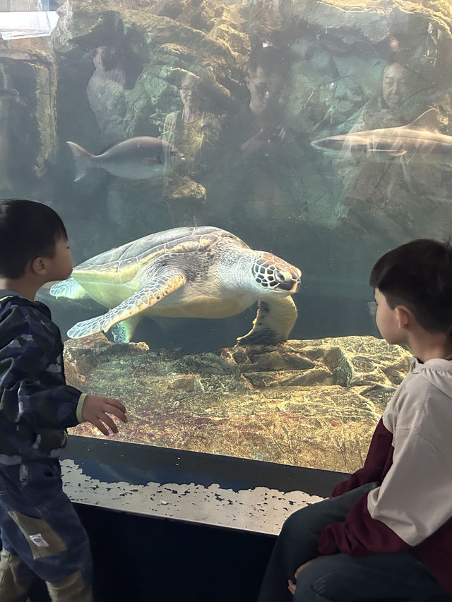 【 免費與海豚互動。水族館•海響館 】