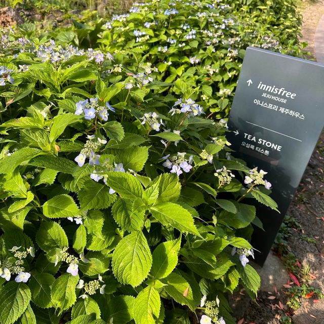 Natural Oasis: Innisfree Jeju House