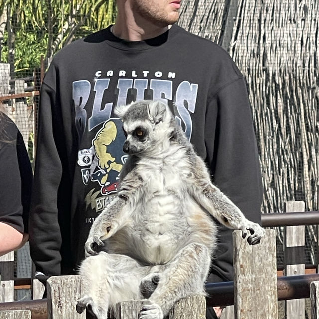 【墨爾本動物園】珍稀動物近距離觀察，週末適合遊覽