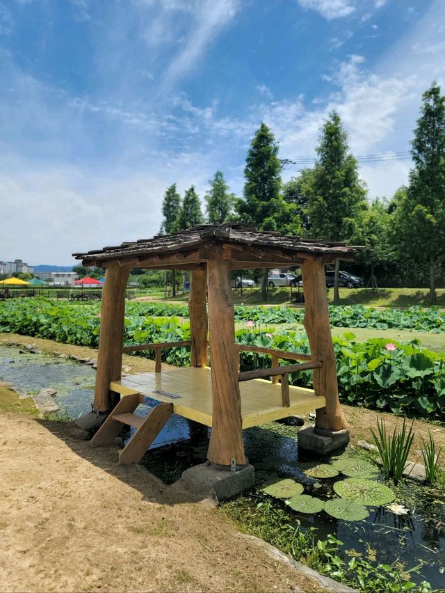 아라연꽃 피는 함안연꽃테마파크🩷