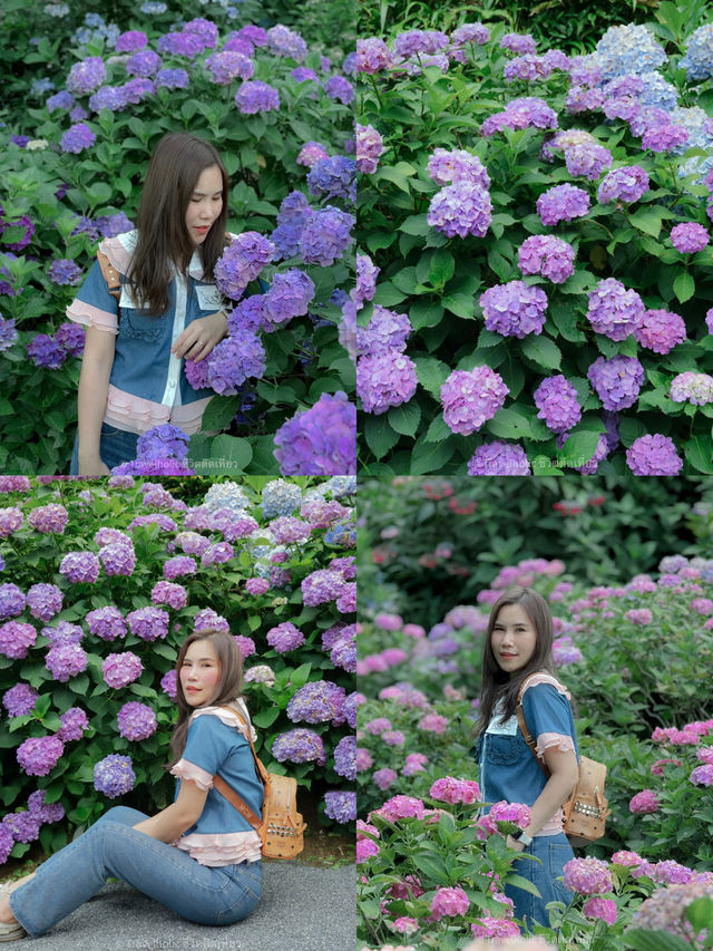 จุดชมดอกไฮเดรนเยียฟุกุโอกะหน้าร้อน