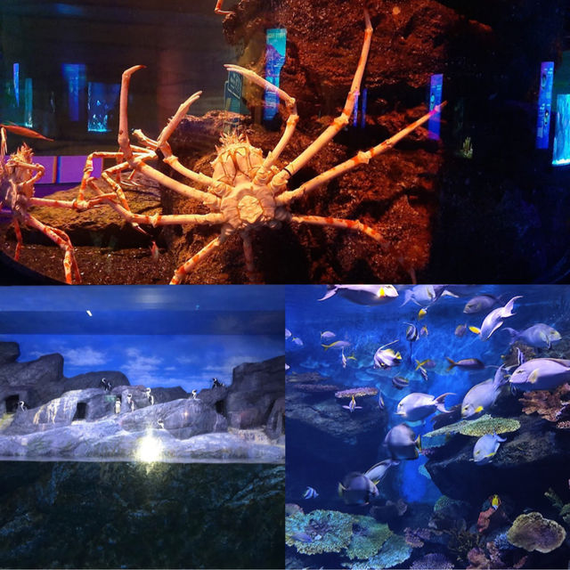 曼谷景點：SEA LIFE Bangkok Ocean World，適合家庭旅遊