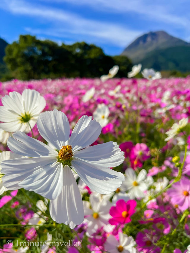 見渡す限りコスモスで埋め尽くされた絶景は何回見ても感動、しまばら火張山花公園
