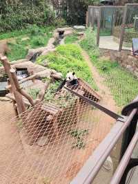 판다러버들 무조건 고! 에버랜드 판다월드🐼