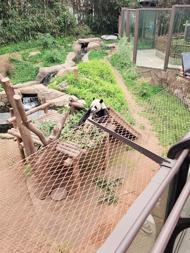 판다러버들 무조건 고! 에버랜드 판다월드🐼