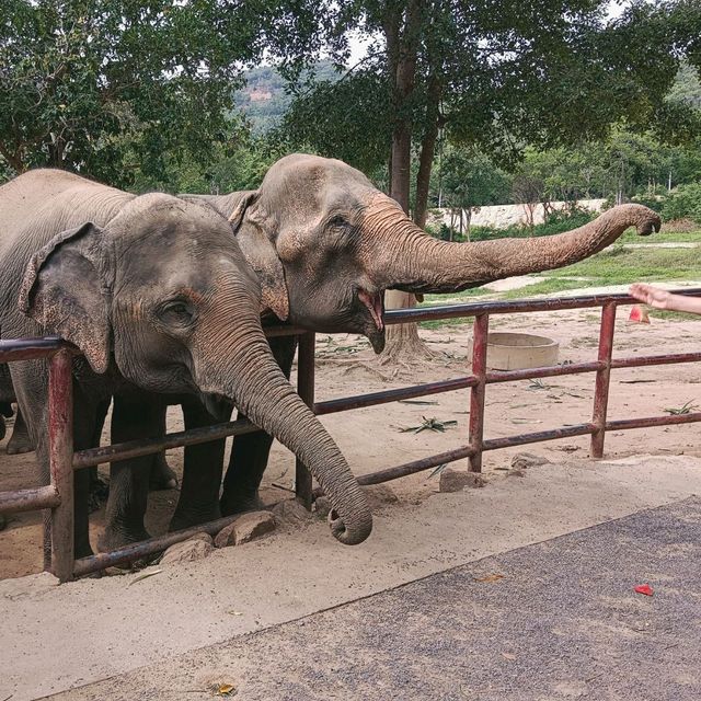 Samui Elephant haven คนรักช้าง