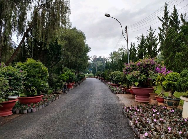 Things to Do in Da Lat Flower Park