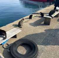 福岡にある猫天国な島