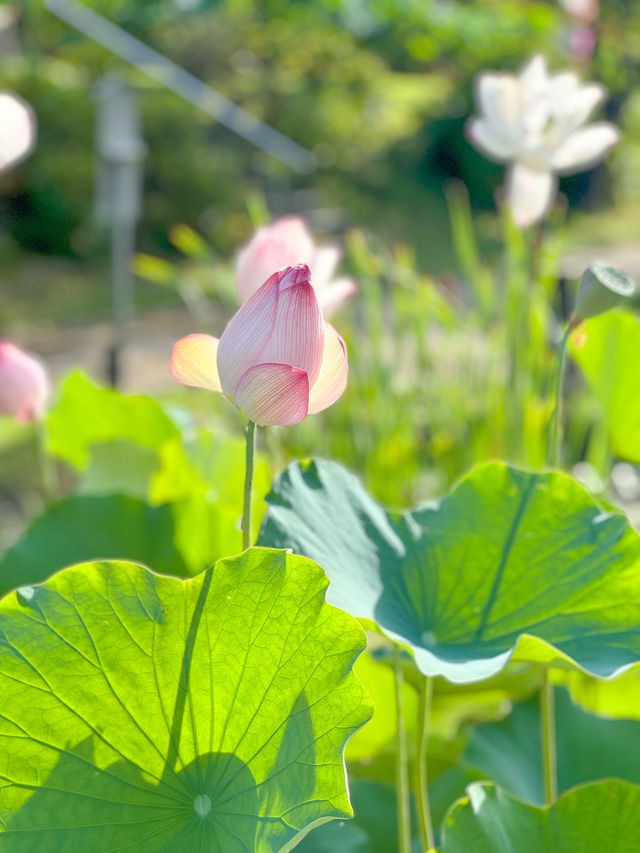 【福井 南越前町】美しいハスの花が咲き誇る「花はす公園」⛲️