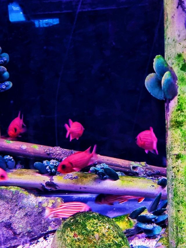 𝐁𝐚𝐧𝐠𝐬𝐚𝐞𝐧 𝐀𝐪𝐮𝐚𝐫𝐢𝐮𝐦 🐟🐠