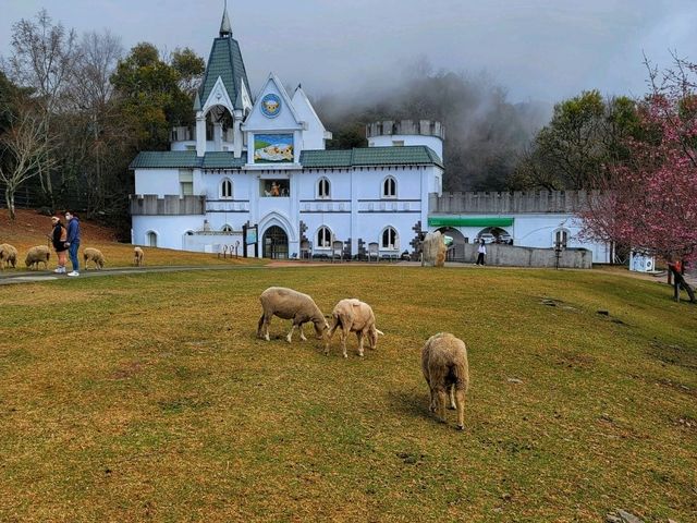【南投】清境農場旅行～青青草原、小瑞士花園、合歡山日出，享受親子旅行