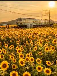 〜滋賀県〜ひまわり畑と近江電鉄日本の夏景色