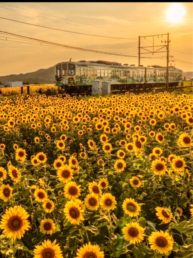 〜滋賀県〜ひまわり畑と近江電鉄日本の夏景色