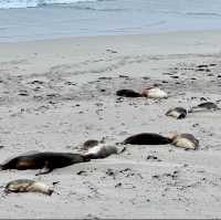 🦭Seal Bay 🦭海豹湾 🦭