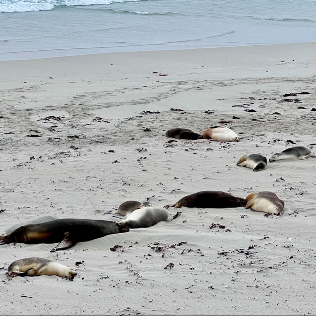 🦭Seal Bay 🦭海豹湾 🦭