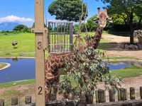 【鹿児島市平川動物公園】壮大な敷地で色んな動物を見に行こう🐨
