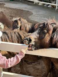 Must-Try Activities: A day at Puppy Farm