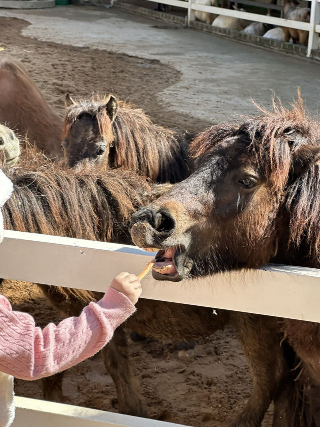 Must-Try Activities: A day at Puppy Farm
