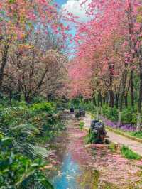 【雲南豐澤植物園】春日追花好去處🔥🔥，5-10月賞海菜花🏖️
