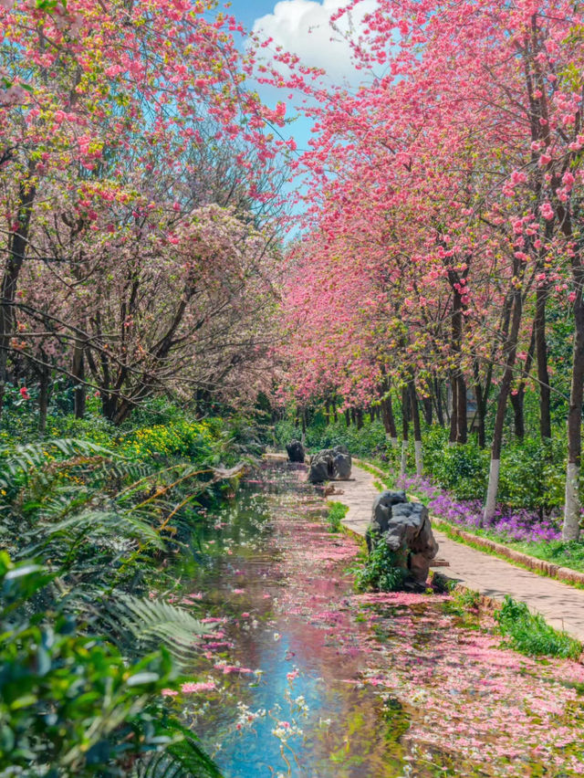 【雲南豐澤植物園】春日追花好去處🔥🔥，5-10月賞海菜花🏖️