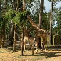 An Unforgettable Wildlife Adventure at VinPearl Safari Phu Quoc