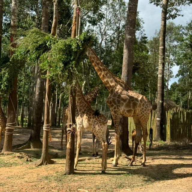 An Unforgettable Wildlife Adventure at VinPearl Safari Phu Quoc