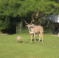 柏林動物園：舒適環境，開心遊動物園