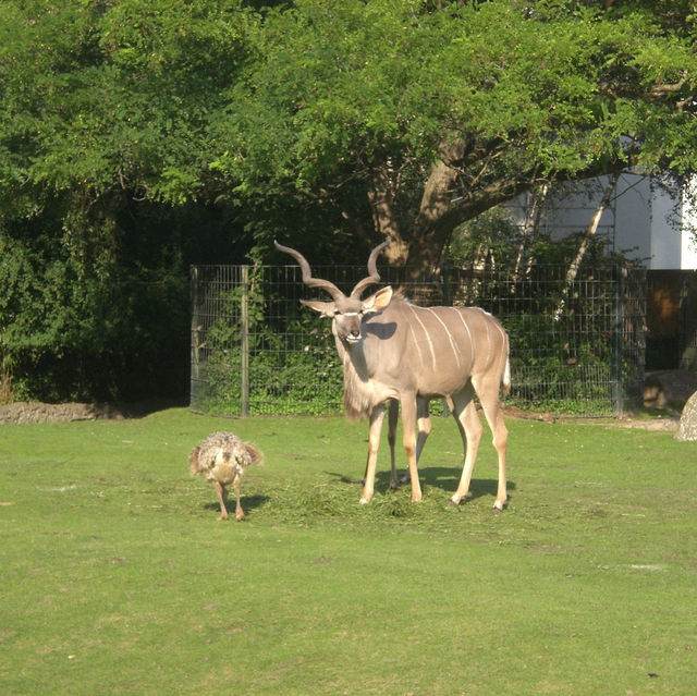 柏林動物園：舒適環境，開心遊動物園