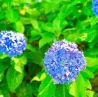 薰衣草森林