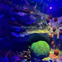 พิพิธภัณฑ์สัตว์น้ำเมืองปูซานะ🦑🦀🇰🇷