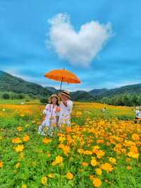 너무 예쁜 가을 물결이 펼쳐지는 연천여행지🧡