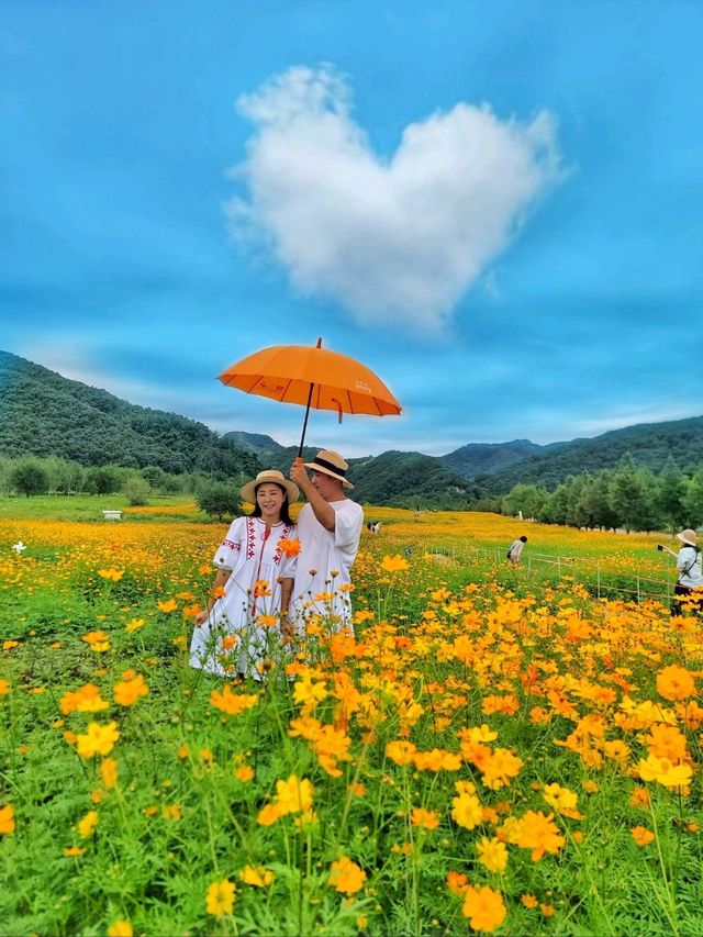 너무 예쁜 가을 물결이 펼쳐지는 연천여행지🧡