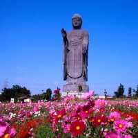 Ibaraki: Where Innovation Meets Natural Beauty