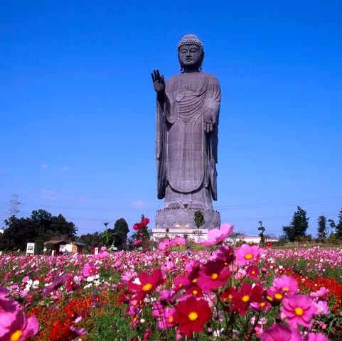 Ibaraki: Where Innovation Meets Natural Beauty