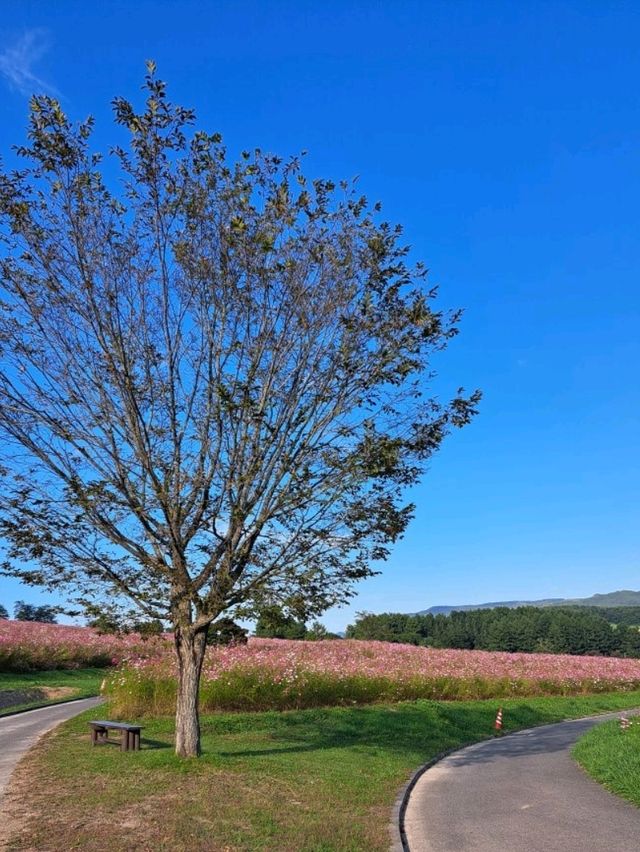 【太陽の丘えんがる公園コスモス園:北海道遠軽町】秋の訪れを教えてくれるコスモス🌸