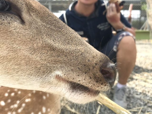 我在墾丁鹿境的所見所聞所體驗