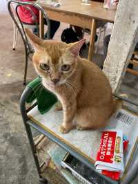 東龍島梁記街渡：方便遊客前往東龍島