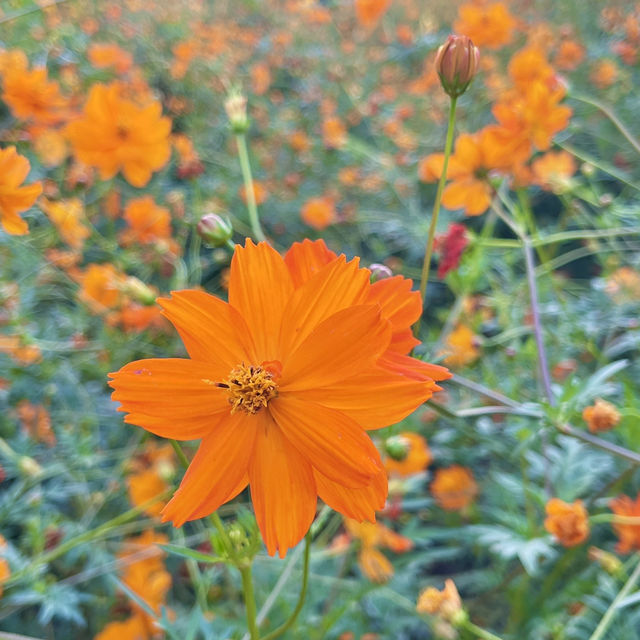 코스모스 지기 전에 얼른 다녀오세요💛