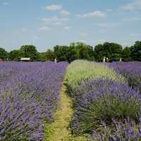 Mayfield lavender Farm - beautiful on either cloudy day or sunny day