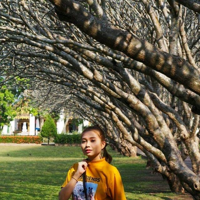 ซุ้มต้นลีลาวดี หน้าพิพิธภัณฑ์สถานแห่งชาติน่าน