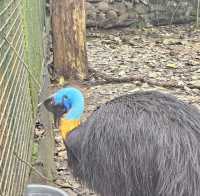 Zoobic Safari - The Jungle Outta City.