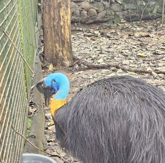 Zoobic Safari - The Jungle Outta City.