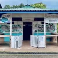 Kayaking Adventure in Pulau Ubin Mangroves