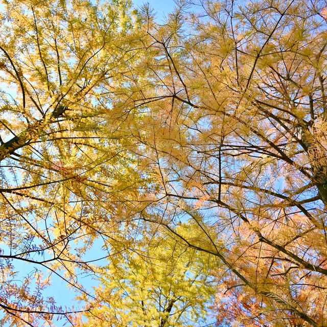 天井湖：初秋湖景的絕美畫卷 🌅🍂